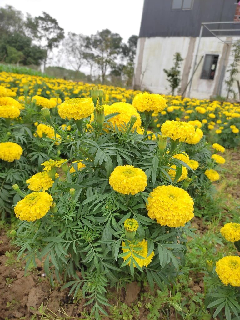 Hoa cúc được trồng nhiều tại làng hoa Phú Mậu
