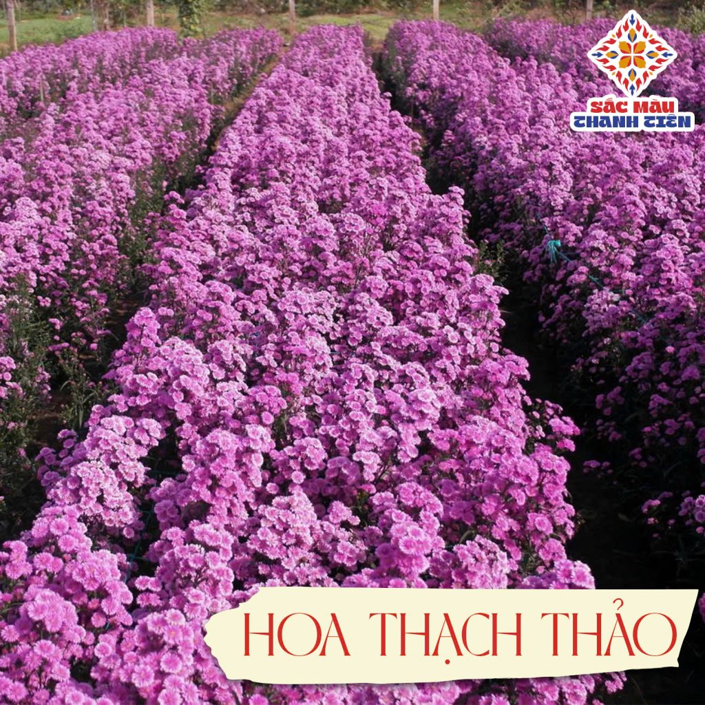 Hoa thạch thảo