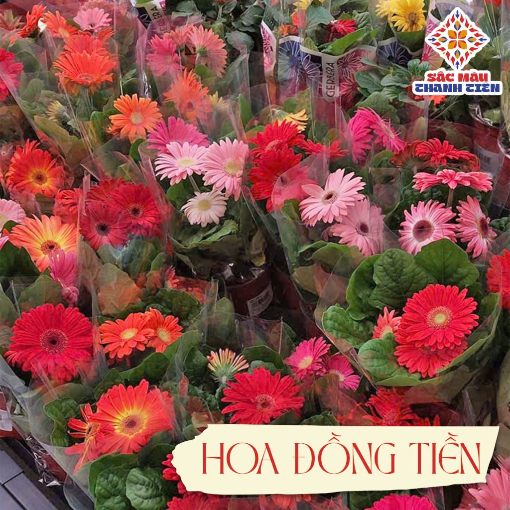 Hoa đồng tiền