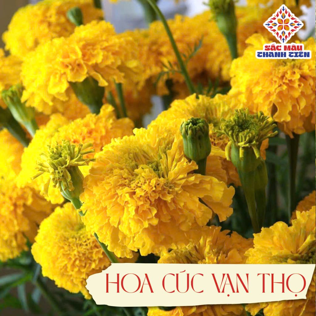 Cúc vạn thọ